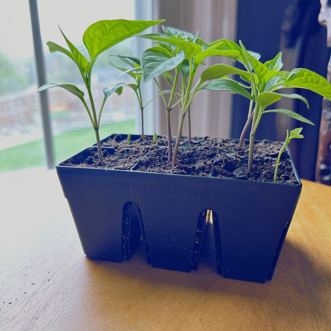 Epic Gardening six-cell tray with pepper seedlings.
