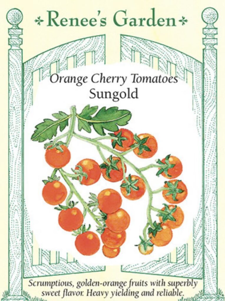 Sungold Tomato seeds 