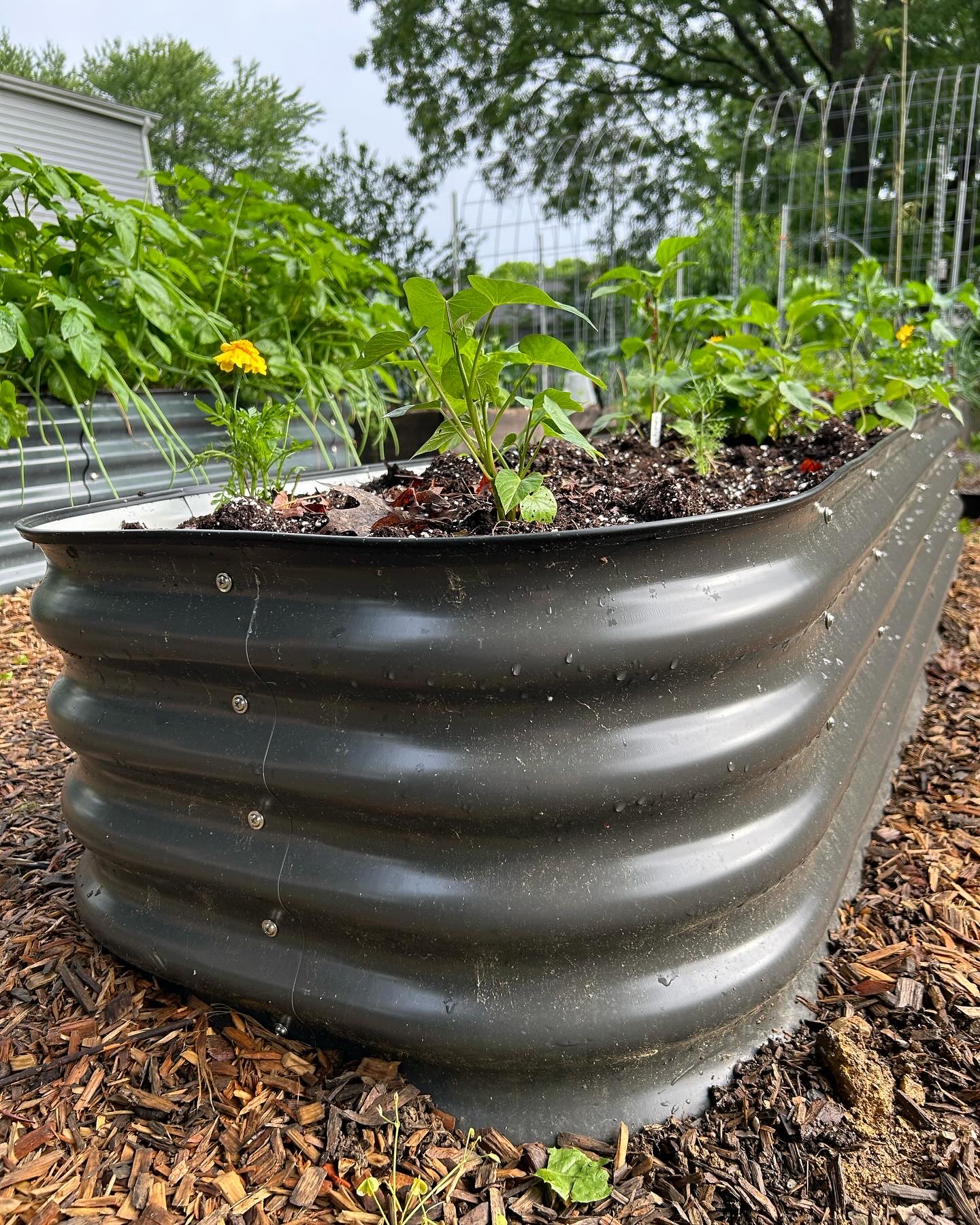 Birdies Garden Products raised metal garden bed in slate gray finish, durable galvanized steel backyard garden planter for growing vegetables, flowers, and herbs.