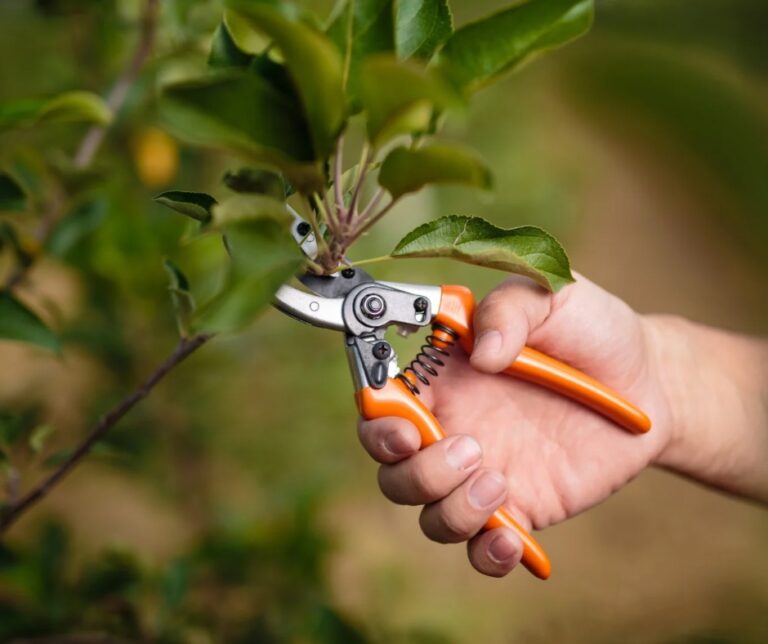 Close-up of a hand pruning a small branch from a tree with pruning shears