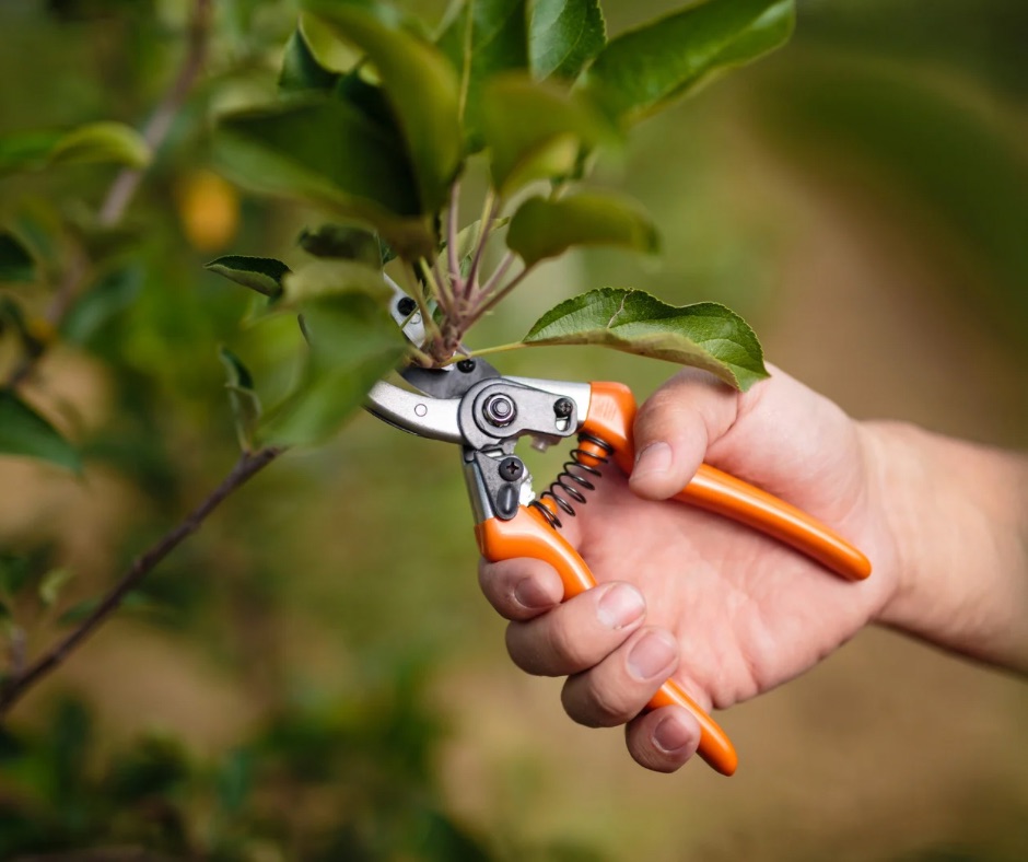 Close-up of a hand pruning a small branch from a tree with pruning shears