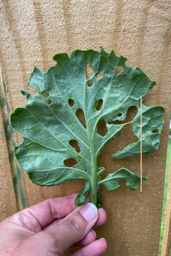 Collard green leaf with multiple holes caused by cabbage worms, showing common damage from garden pests in organic vegetable gardens.