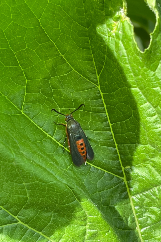 "Adult squash vine borer moth resting on a leaf, showing bright orange body and black wings with transparent centers"
