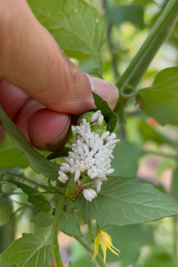Tomato hornworm on a tomato plant with white parasitic wasp cocoons on its back.