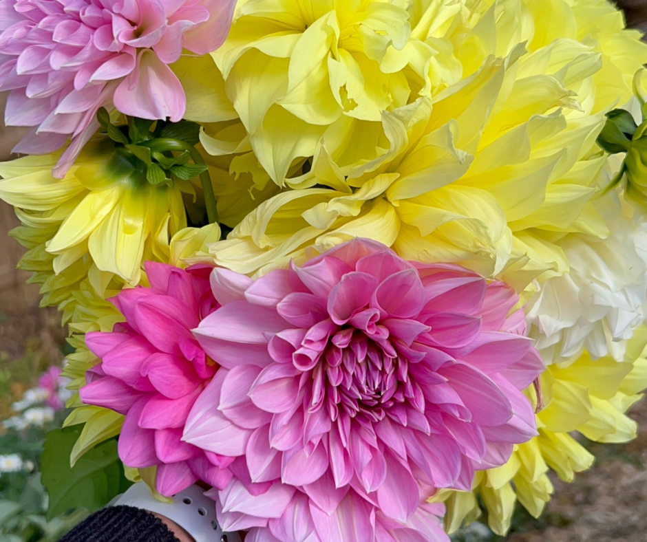 Photo by Michelle Mardian: Michelle's Garden Grows
