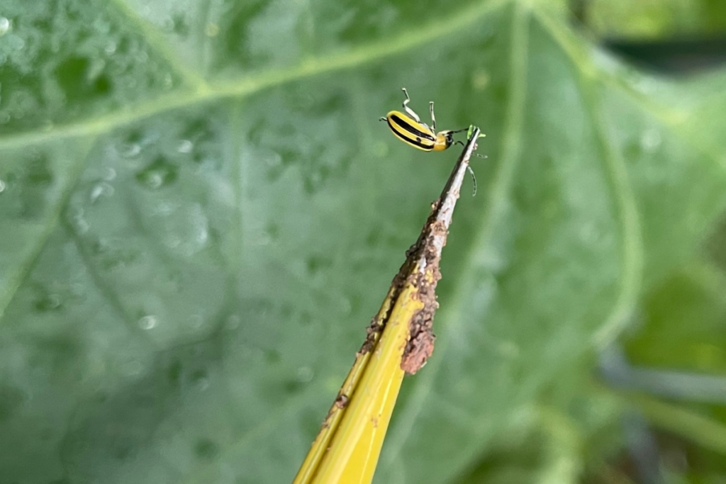Close-up of a striped cucumber beetle on a cucumber leaf, a common organic garden pest that damages cucurbit plants.