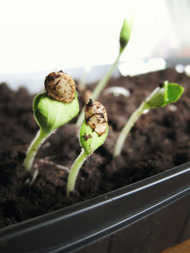 Seed Starting Indoors: 5 Essential Tips and Helpful Supplies to Set You Up for Success!