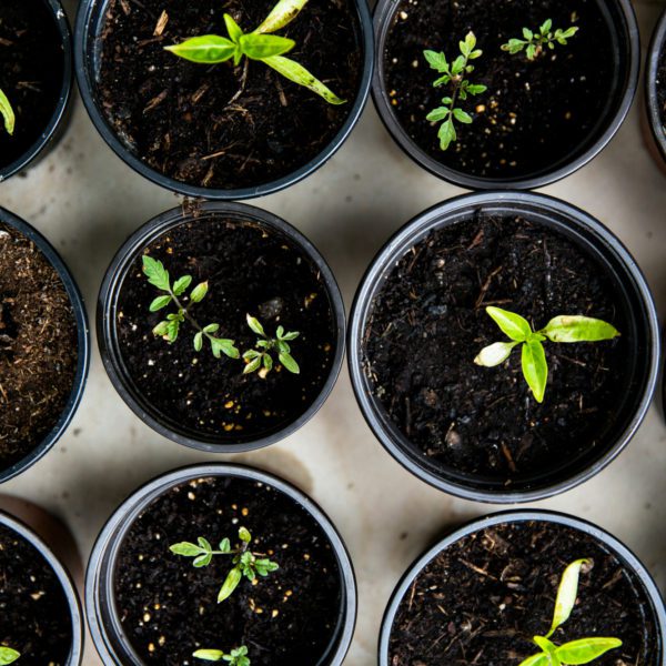 7 Tips to Get You Started with Seed Starting Indoors