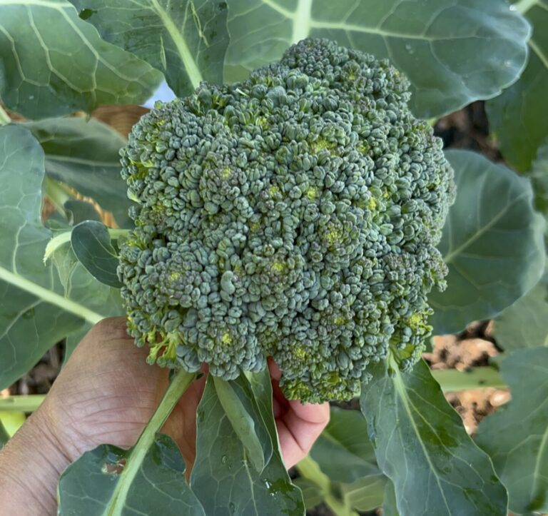 How to Harvest Broccoli: 5 Easy Tips For Success