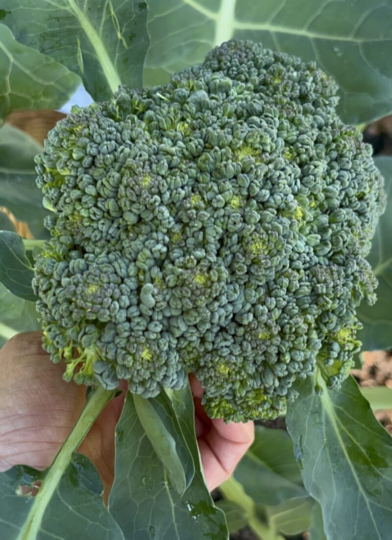 How to Harvest Broccoli: 5 Easy Tips For Success