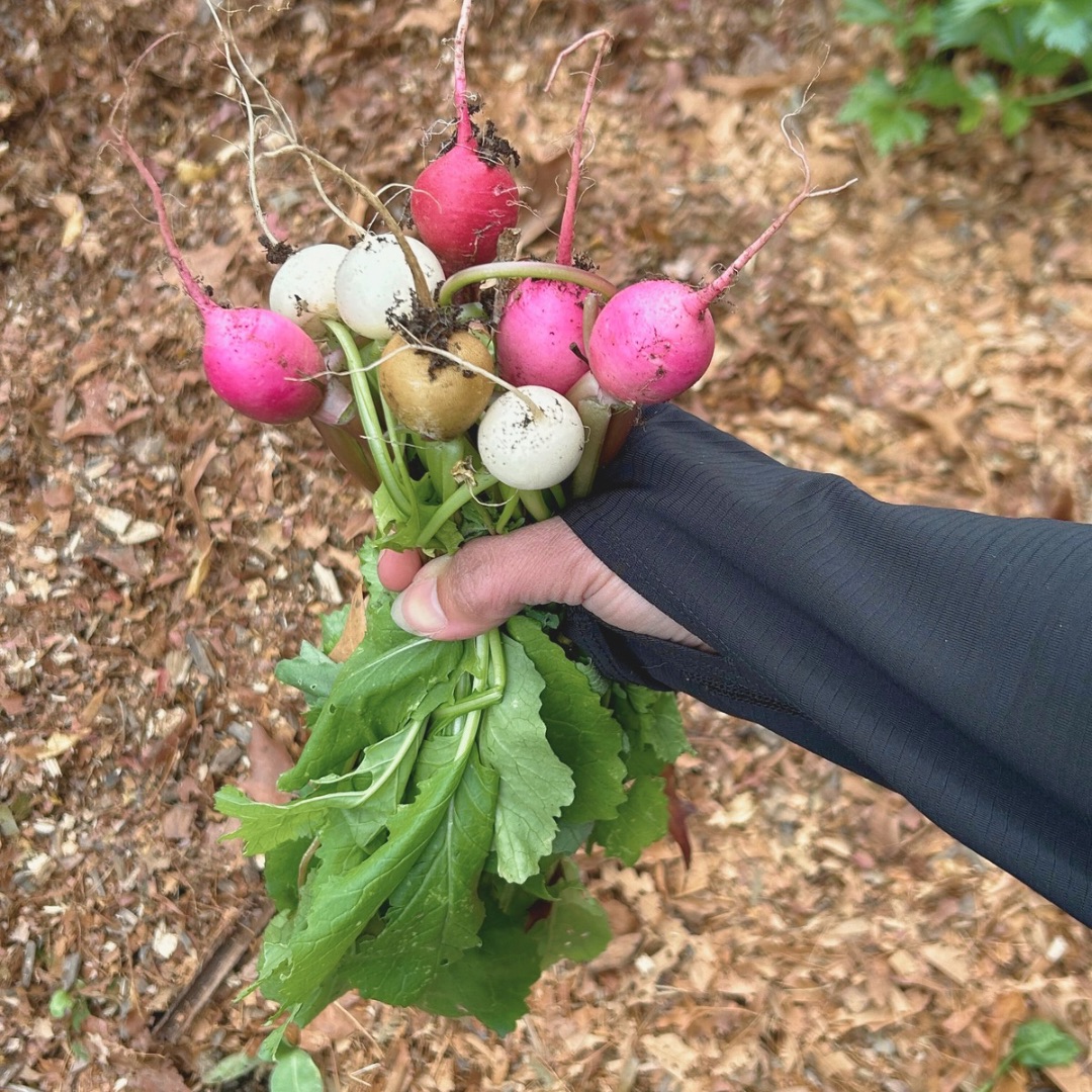 WOMANS HAND HOLDING RADISHES
