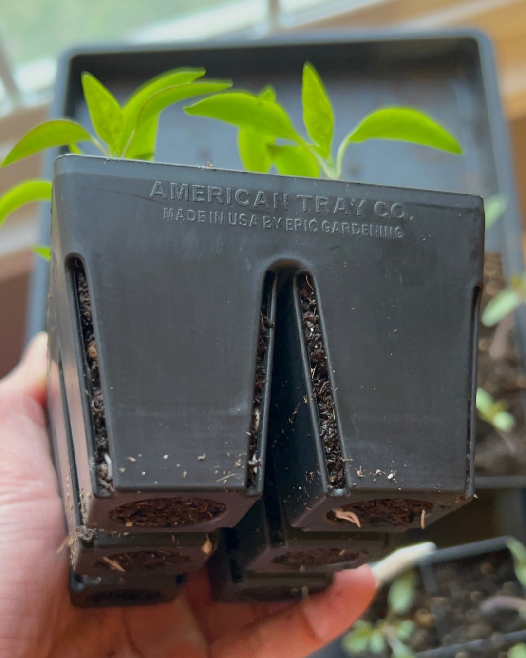 Seedlings in an Epic Gardening 4-cell Seed Tray .