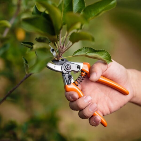 Close-up of a hand pruning a small branch from a tree with pruning shears