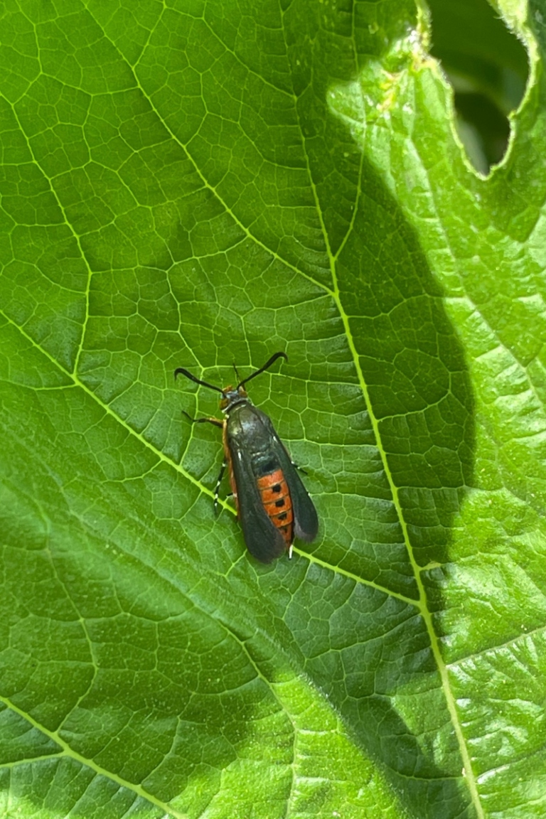 "Adult squash vine borer moth resting on a leaf, showing bright orange body and black wings with transparent centers"