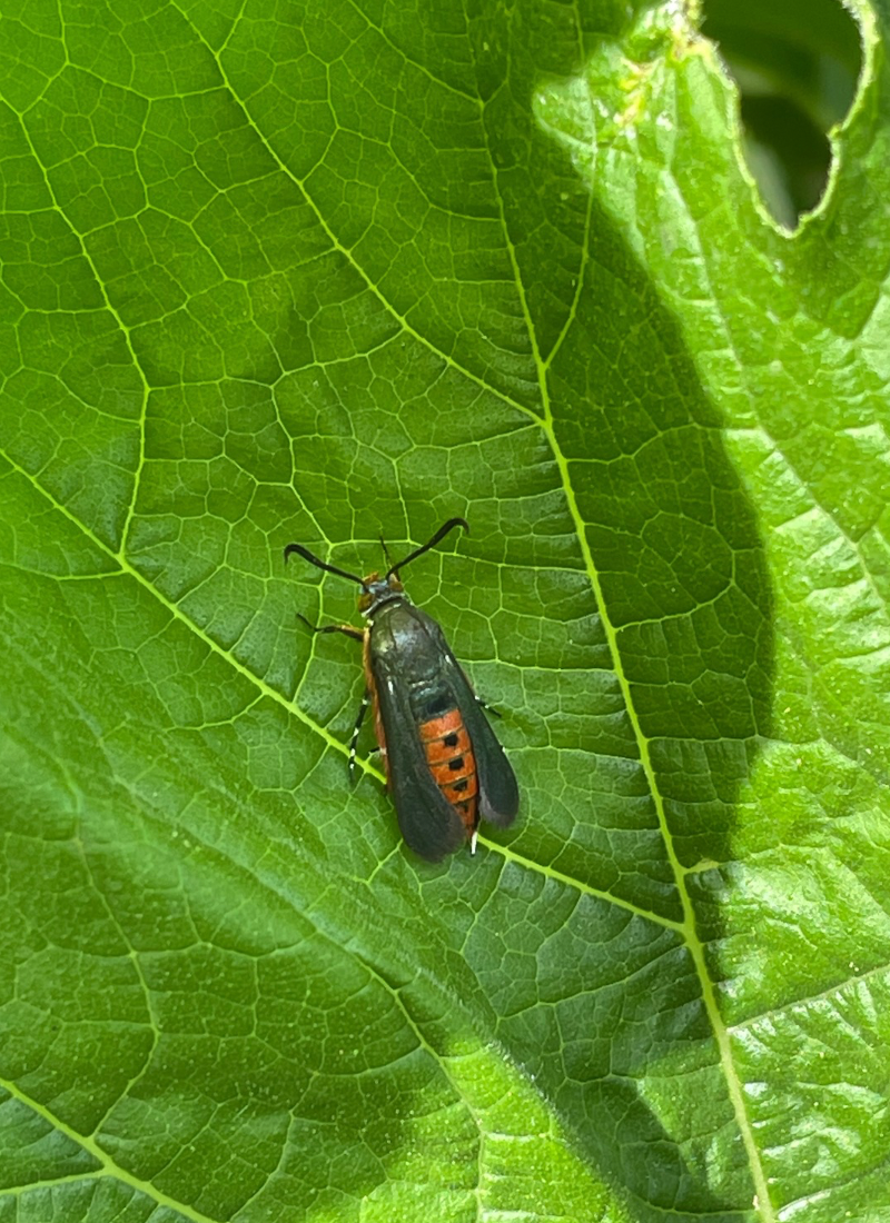 "Adult squash vine borer moth resting on a leaf, showing bright orange body and black wings with transparent centers"