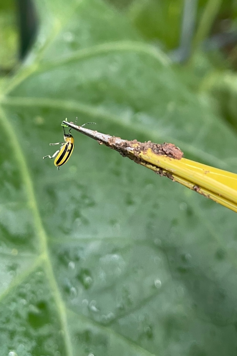 Close-up of a striped cucumber beetle on a cucumber leaf, a common organic garden pest that damages cucurbit plants.