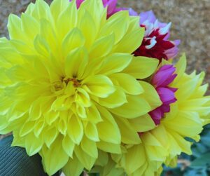 Yellow flowers
