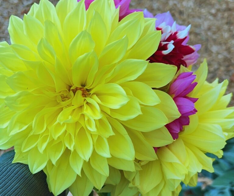 Yellow flowers
