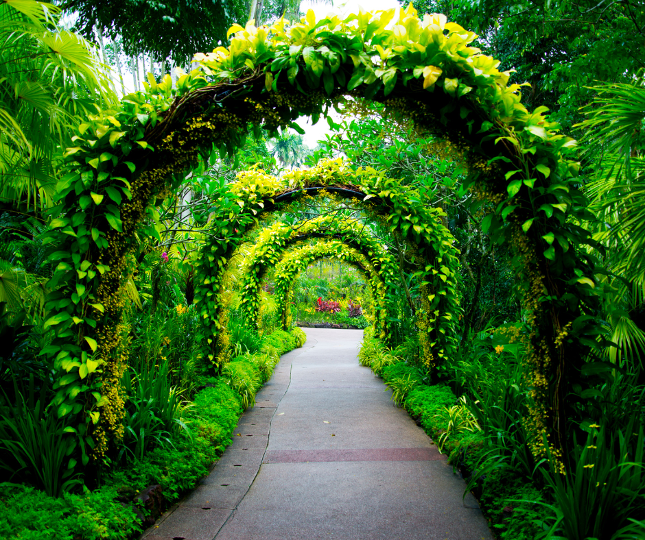 Trellis with green plants climbing around