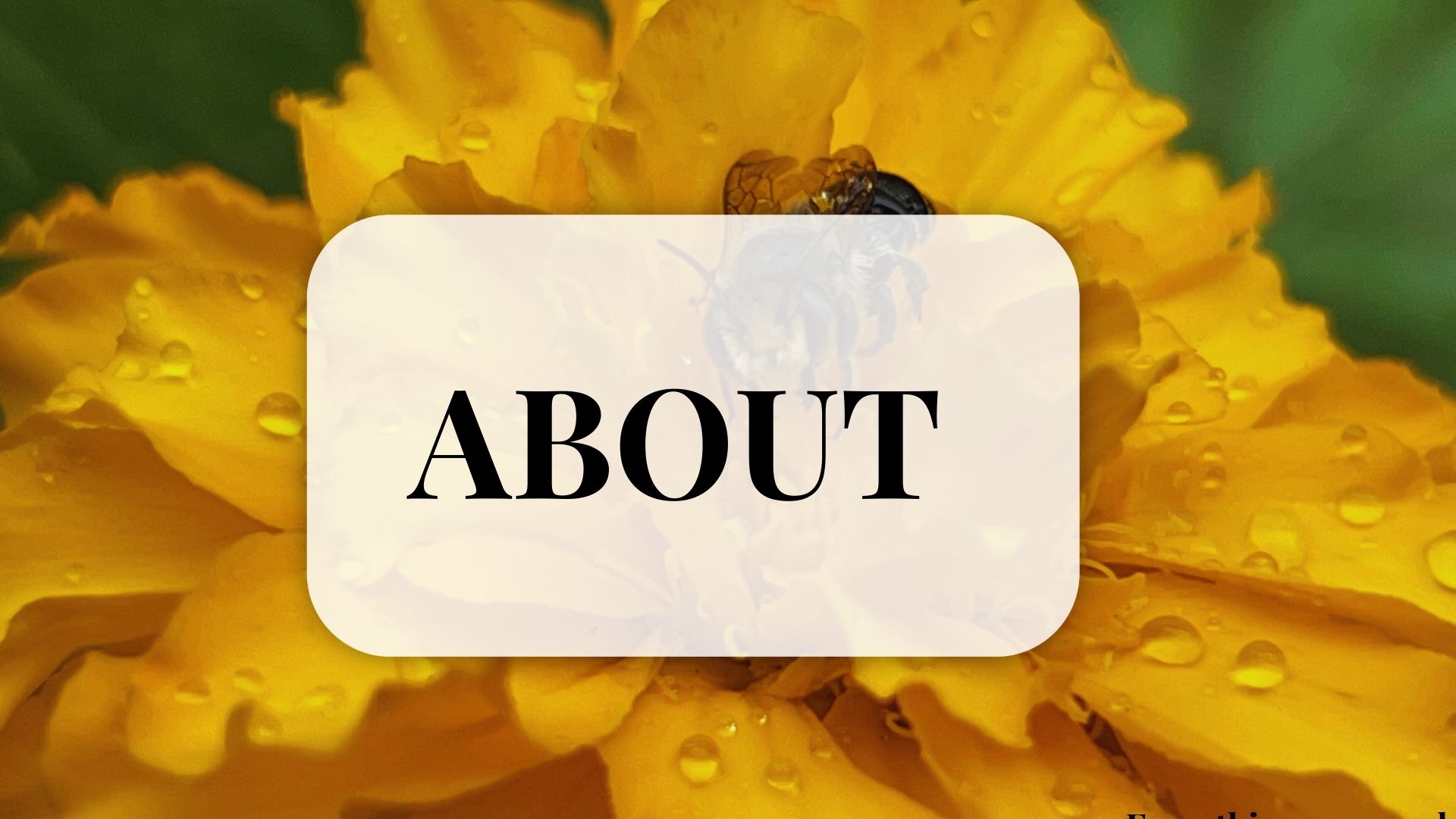 Yellow Flower with bee and word about