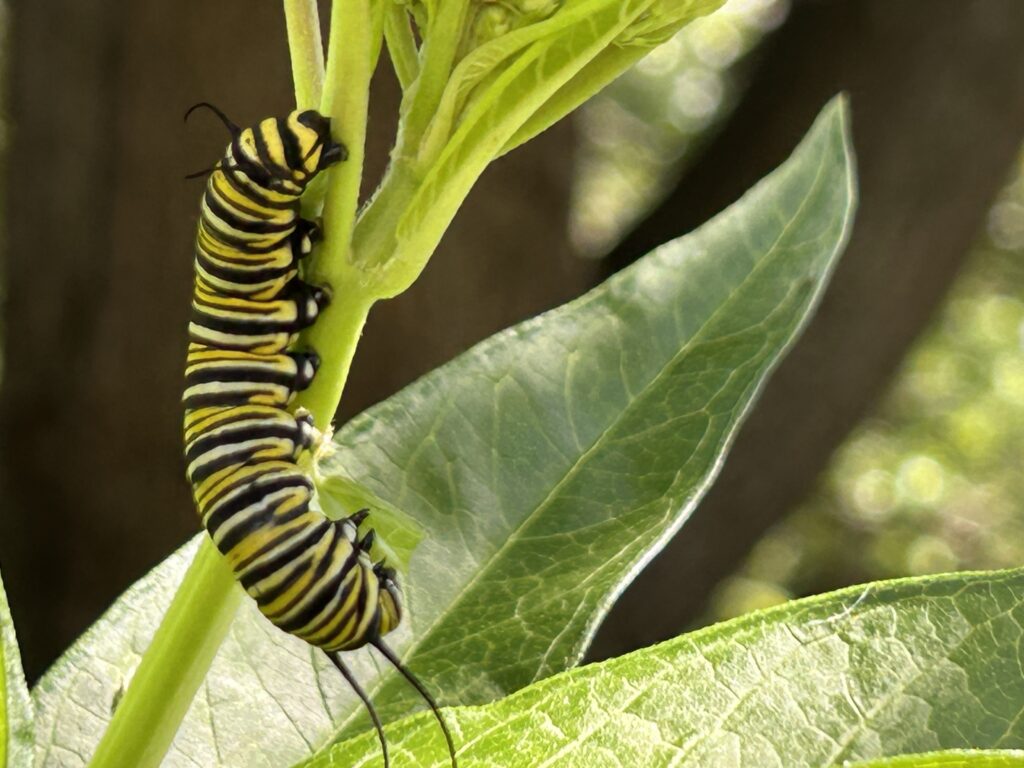 Monarch caterpillar on Swamp Milkweed leaf in Michelle's Garden Grows backyard garden in SW Virginia