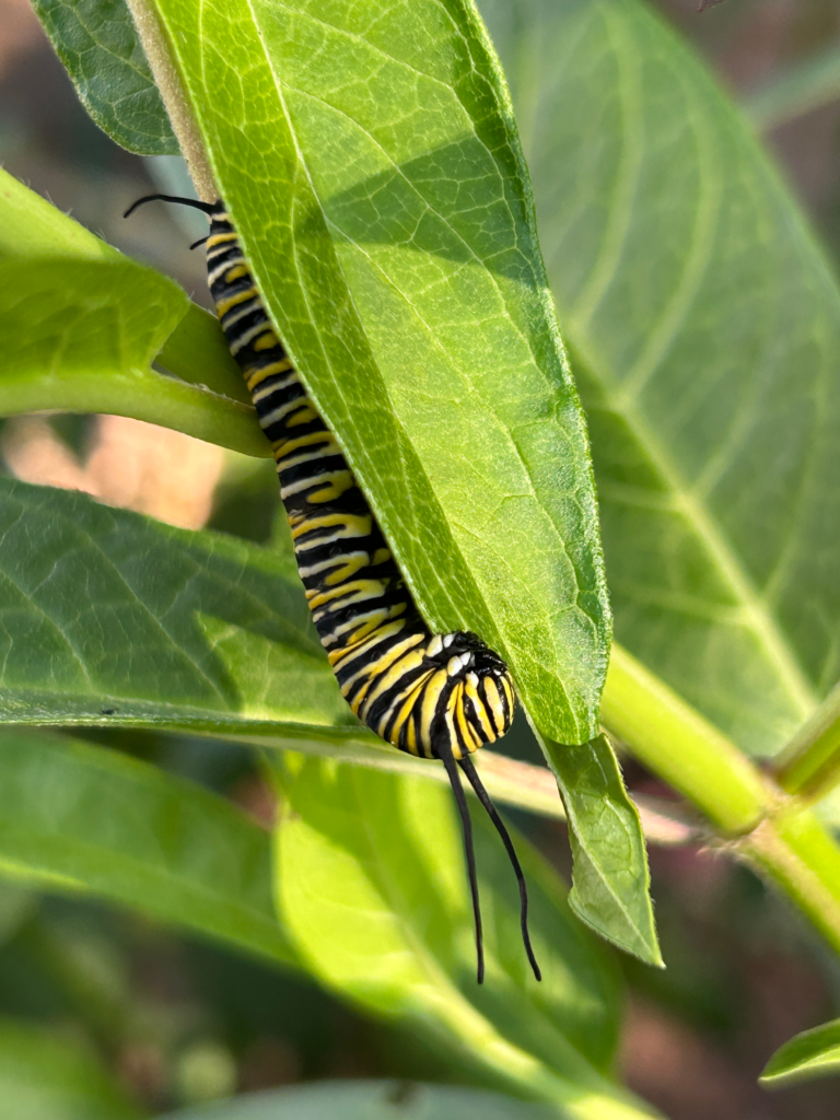 Monarch Butterfly caterpillar on a swamp milkweed leaf from Garden for Wildlife