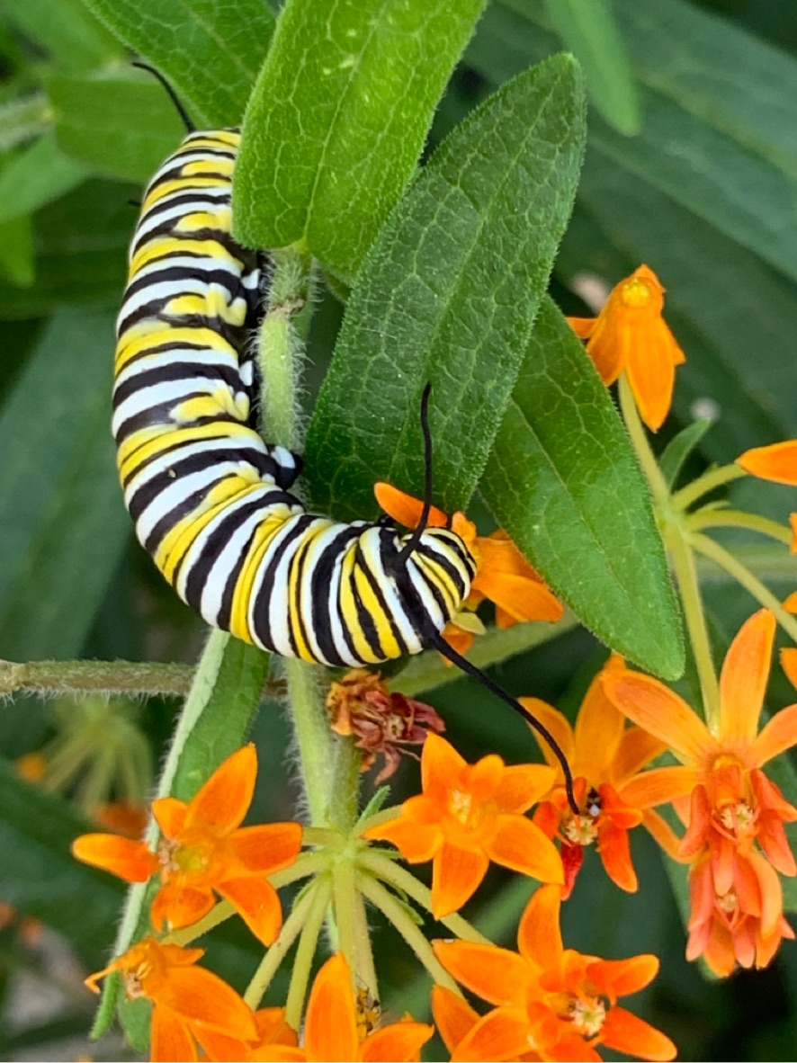 Garden for Wildlife Monarch Caterpillar on Milkweed