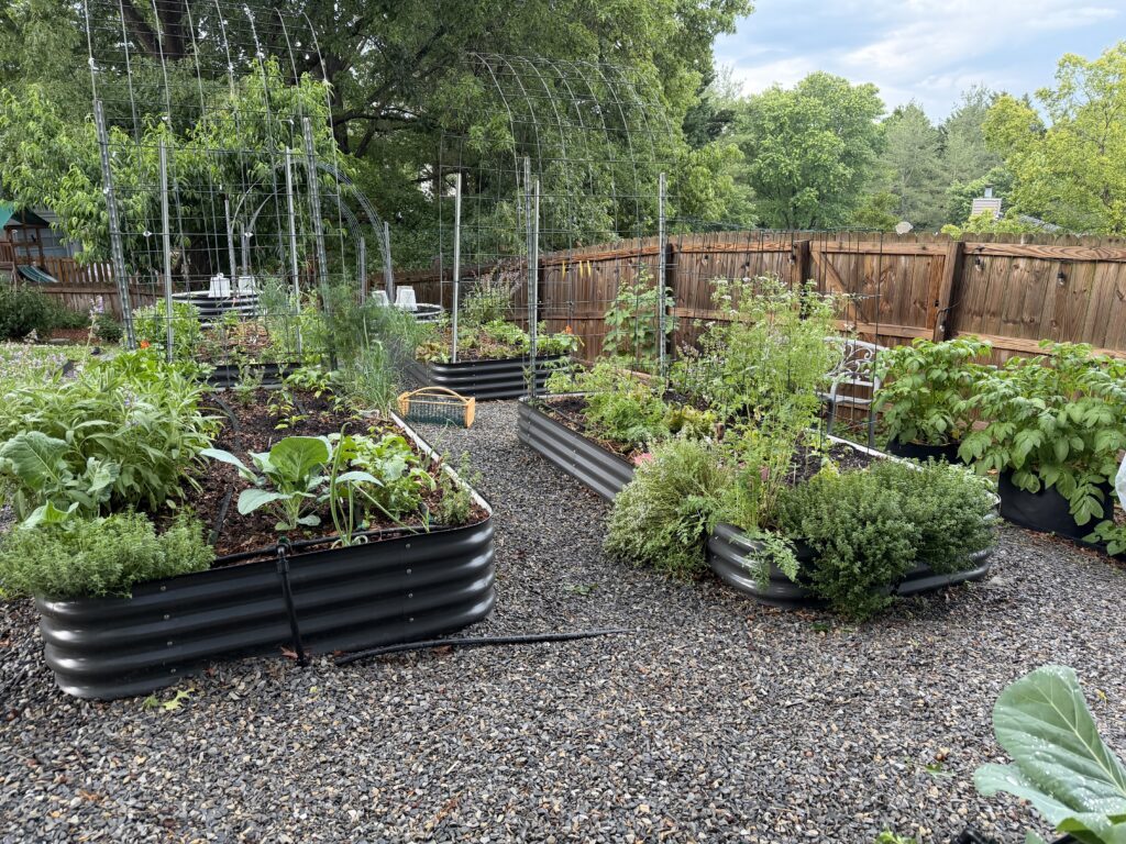 Slate gray aluzinc steel Birdies raised garden beds in a home garden space with healthy soil and surrounding plants