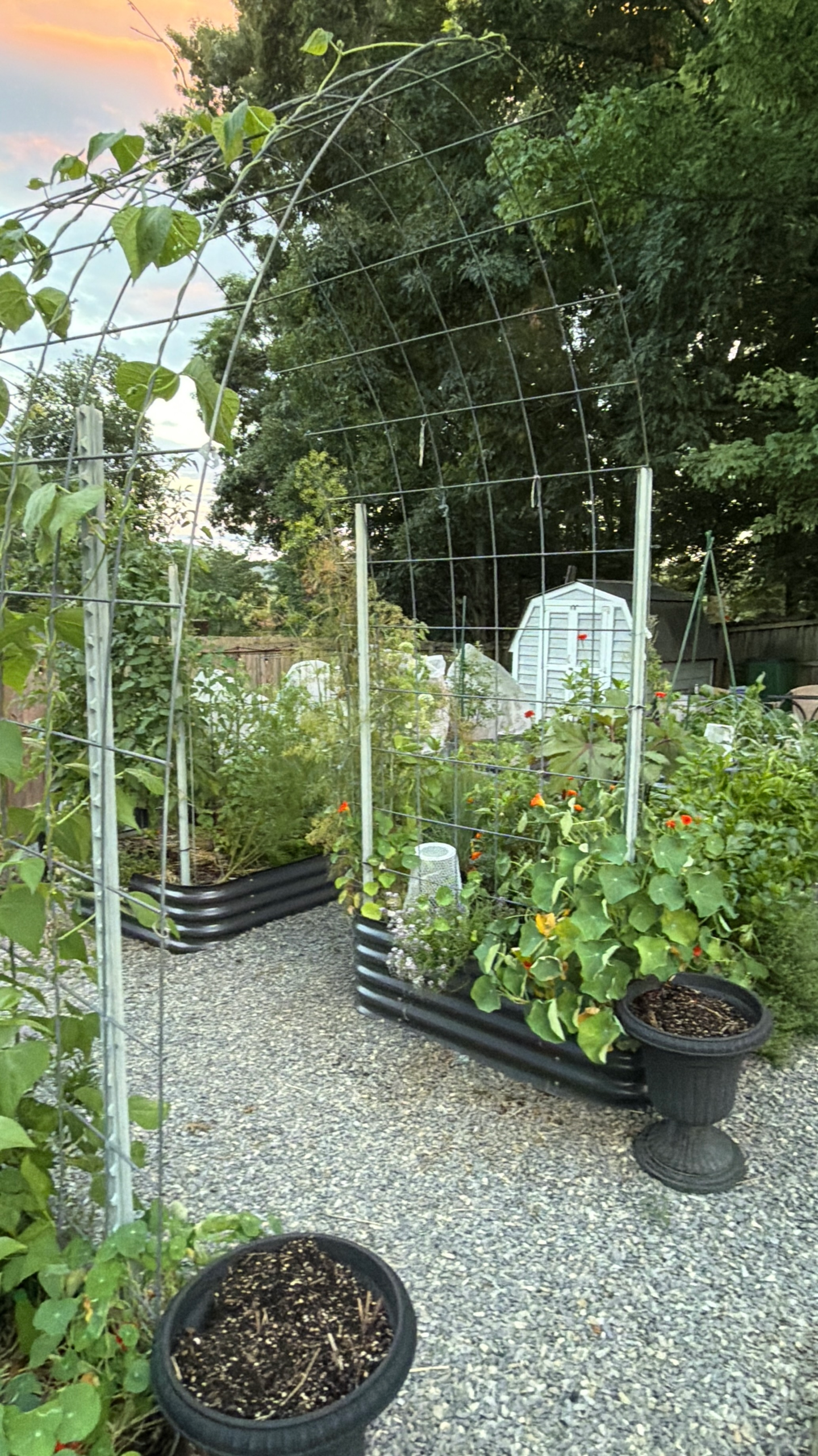 Michelle's garden grows home garden