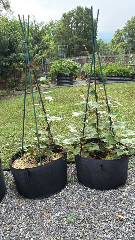15 gallon grow bags
