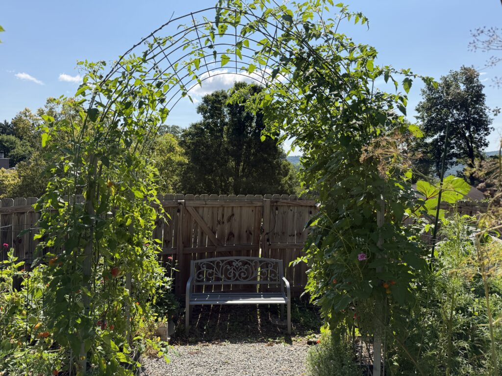 Garden with Arch trellis with plants