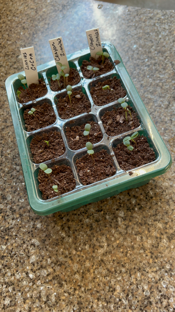 Seed Starter Tray with Humidity Dome