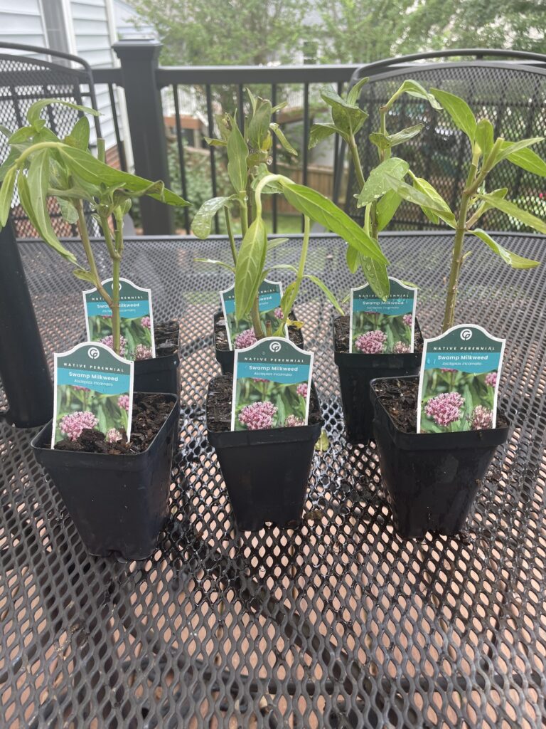 Garden for Wildlife Swamp Milkweed