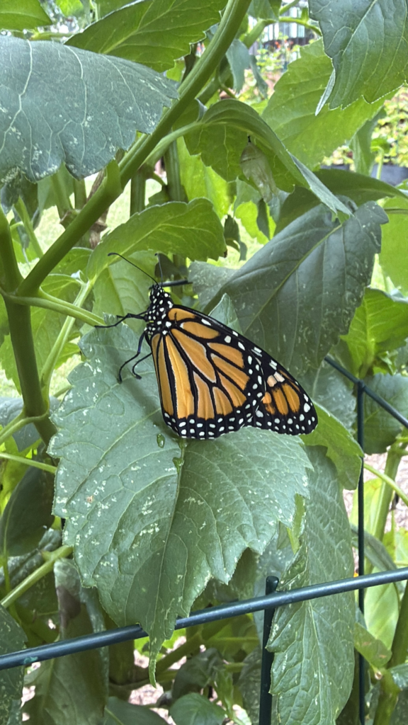 Monarch butterfly