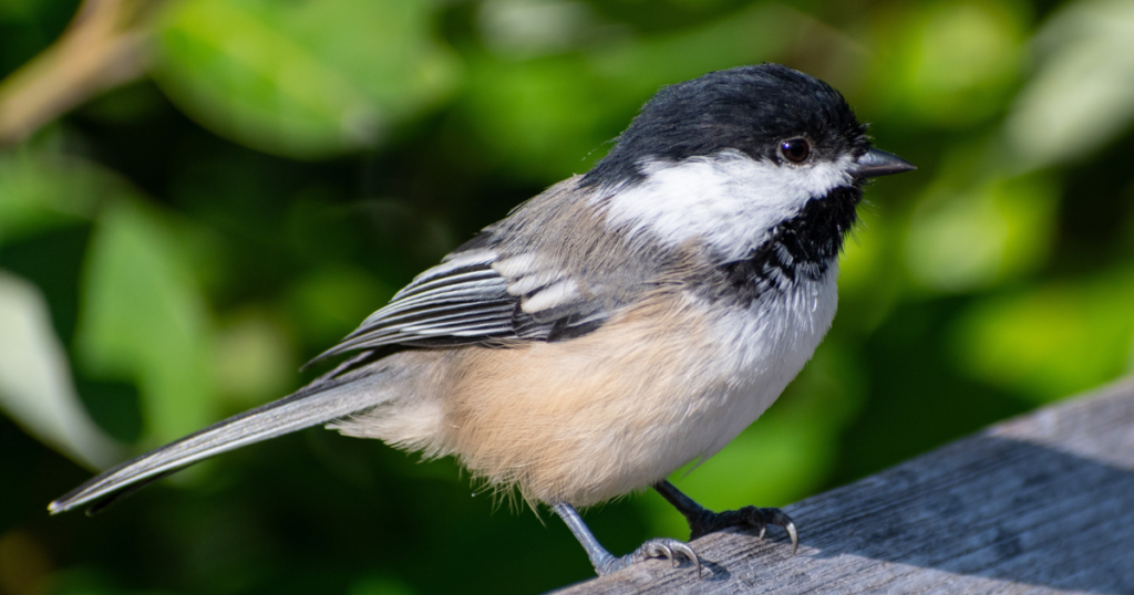 chickadee